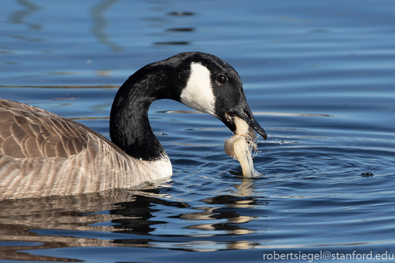 emily renzel wetlands